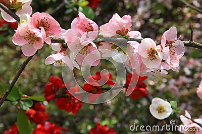 Japanese Quince Stock Photo