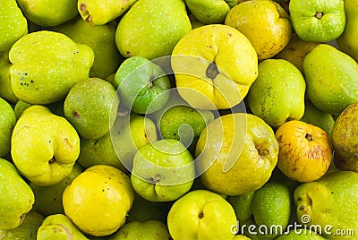 Japanese quince Stock Photo