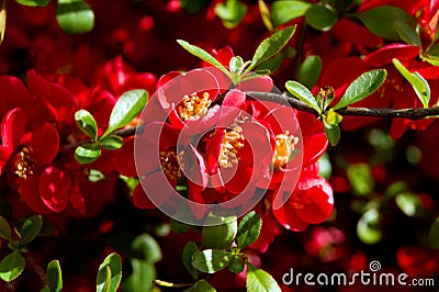 Japanese Quince (Chaenomeles japonica) Stock Photo