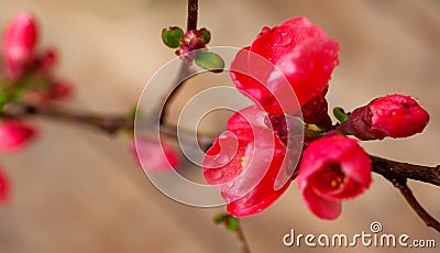 Japanese Quince Flowers Stock Photo