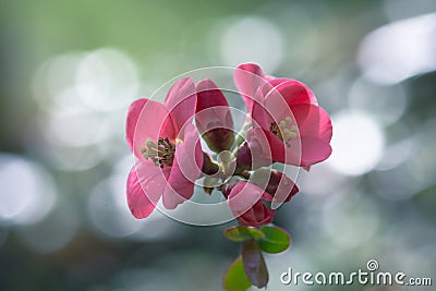 Japanese quince pink springtime flowers Stock Photo