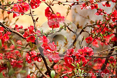 Japanese quince shrub with red flowers in spring. Stock Photo