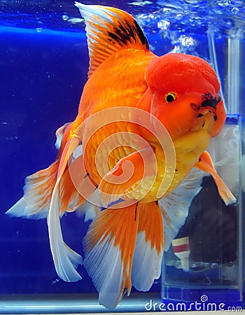 Japanese Ranchu Yellow Goldfish Stock Photo
