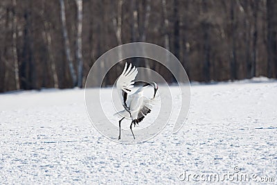 Japanese Red-Crowned Crane Stock Photo