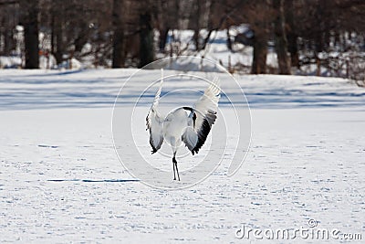 Japanese Red-Crowned Crane Stock Photo