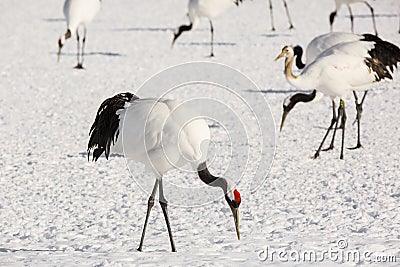 Japanese Red-Crowned Crane Foraging Stock Photo