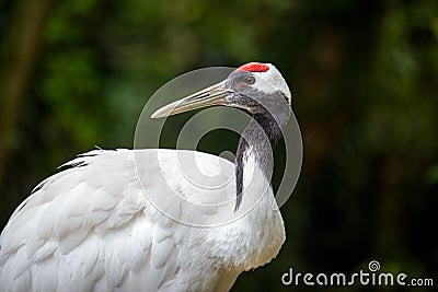 Japanese red-crowned crane, Grus japonensis Stock Photo