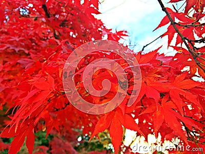 Japanese red leaf Stock Photo
