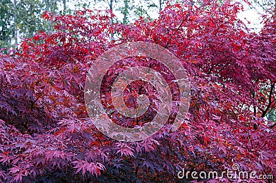 Japanese red maple tree Stock Photo