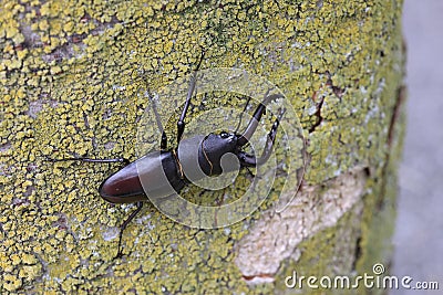 Japanese red stag beetle in Osaka, Japan Stock Photo