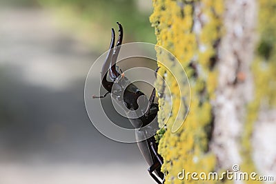 Japanese red stag beetle in Osaka, Japan Stock Photo