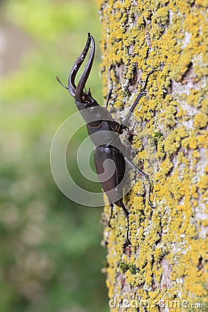 Japanese red stag beetle in Osaka, Japan Stock Photo