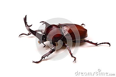 Japanese rhinoceros beetle Stock Photo