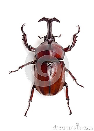 Japanese rhinoceros beetle Stock Photo