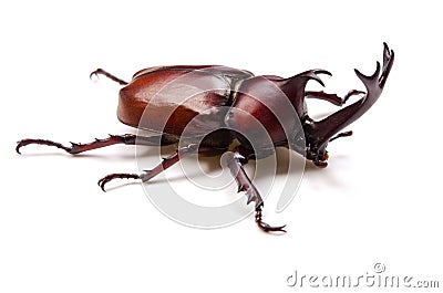 Japanese rhinoceros beetle Stock Photo