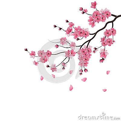 Japanese sakura. The branch of dark pink sakura blossom. Vector Illustration