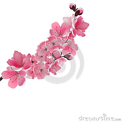 Japanese sakura. One lush branch dark pink cherry blossom close-up. Vector Illustration