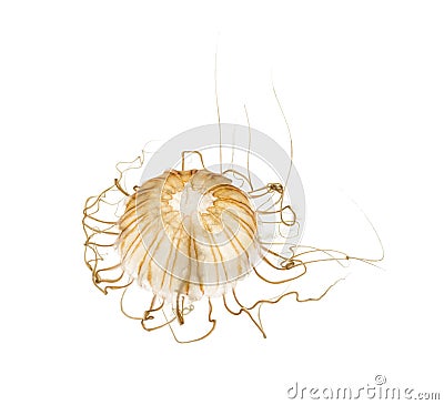 Japanese sea nettle, Chrysaora pacifica Stock Photo