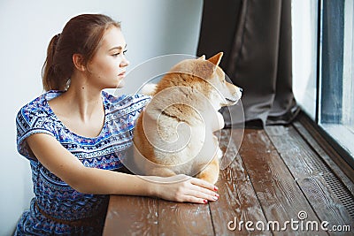 Japanese Shiba Inu dog near a window Stock Photo