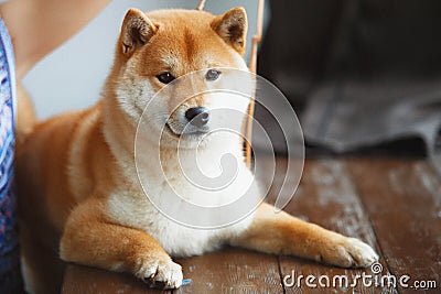 Japanese Shiba Inu dog near a window Stock Photo