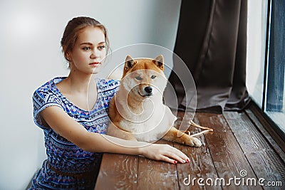 Japanese Shiba Inu dog near a window Stock Photo