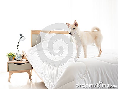 Japanese Shiba Inu waiting owner comeback while stand on clean blanket in white bedroom at minimal home style Stock Photo