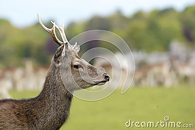 Japanese Sika Stag with full antlers Stock Photo