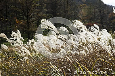 Japanese silver grass Stock Photo