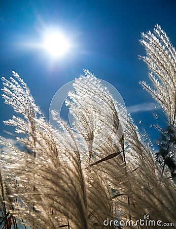 Japanese Silver Grass against bright sunlight Stock Photo