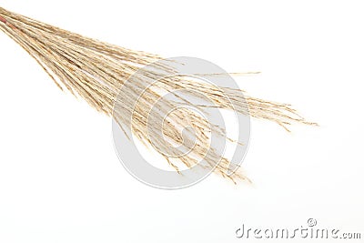 Japanese silver grass in a white background Stock Photo