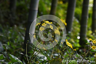 Japanese silver leaf flowers Stock Photo