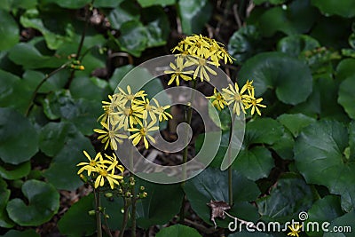 Japanese silver leaf flowers Stock Photo