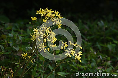 Japanese silver leaf flowers Stock Photo