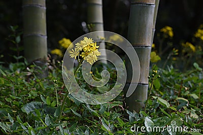 Japanese silver leaf flowers Stock Photo