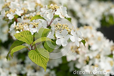 Japanese snowball, Viburnum plicatum Stock Photo