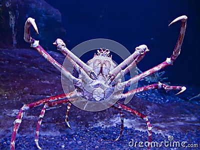 Japanese spider crab Stock Photo