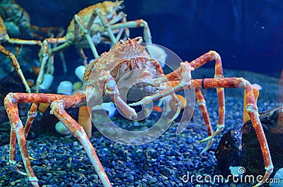 Japanese Spider Crab Stock Photo