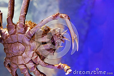 Japanese spider crab Stock Photo