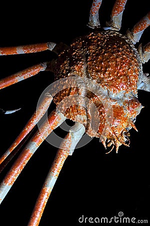 Japanese Spider Crab isolated on black Stock Photo