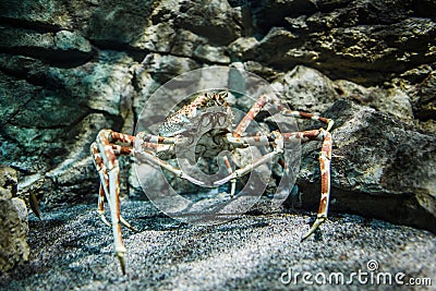 Japanese spider crab - (Macrocheira kaempferi) Stock Photo