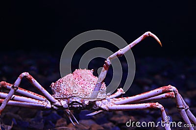 Japanese spider crab Stock Photo