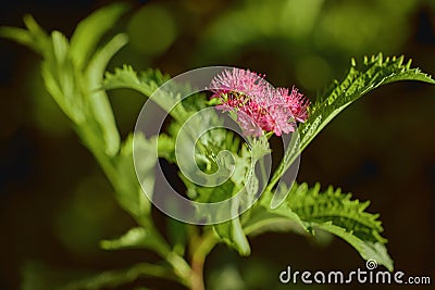 Japanese spirea (Spiraea japonica) bushes with delicate pink and white flowers in stone gargen close up Stock Photo