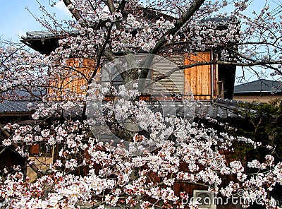 Japanese spring Stock Photo