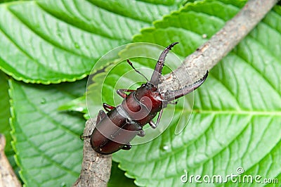 Japanese stag beetle called in japan kuwagata mushi Stock Photo