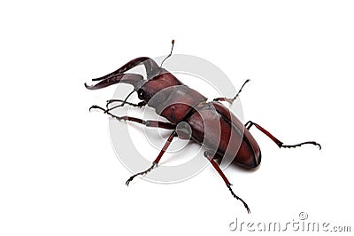 Japanese Stag Beetle-Prosopocoilus inclinatus Stock Photo