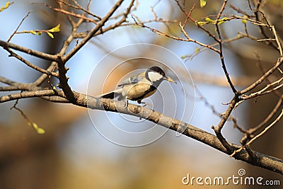 Japanese Tit Stock Photo