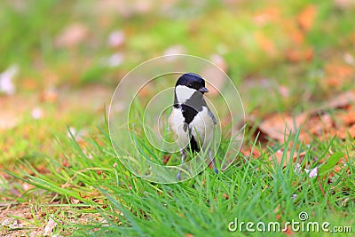 Japanese Tit Stock Photo