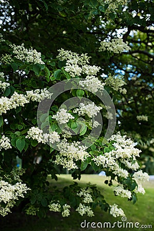 Japanese tree lilac branches Stock Photo