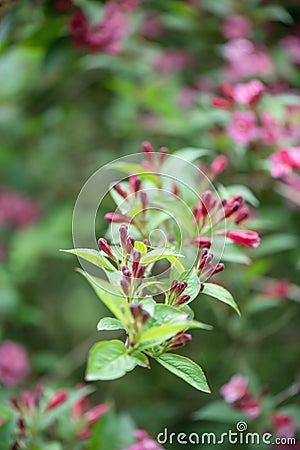 Japanese Weigela japonica, rosey-red buds and budding flowers Stock Photo