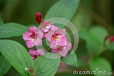 Japanese Weigela japonica, rosey-red, tubular flowers Stock Photo